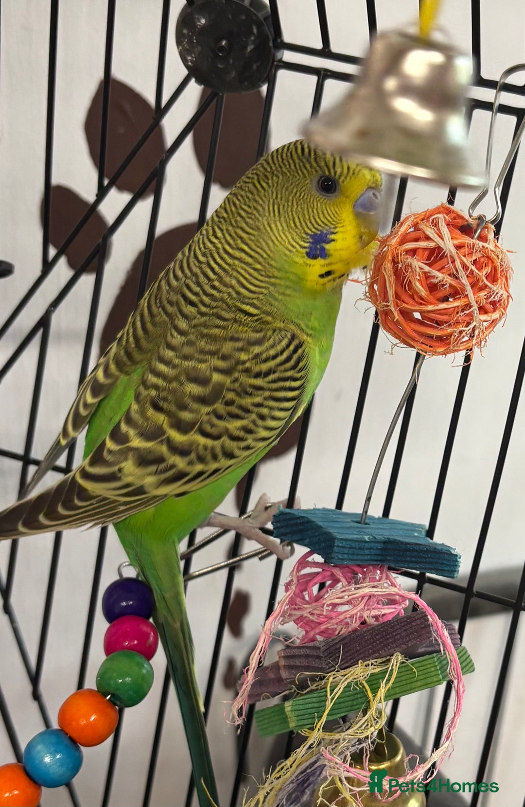 Budgerigars birds for sale: 2 baby budgies and stunning cage  - Image 8