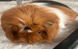 Guinea Pig rodents for sale: 2 male Guinea pigs Grinch(dark & Max(brown) - Image 10