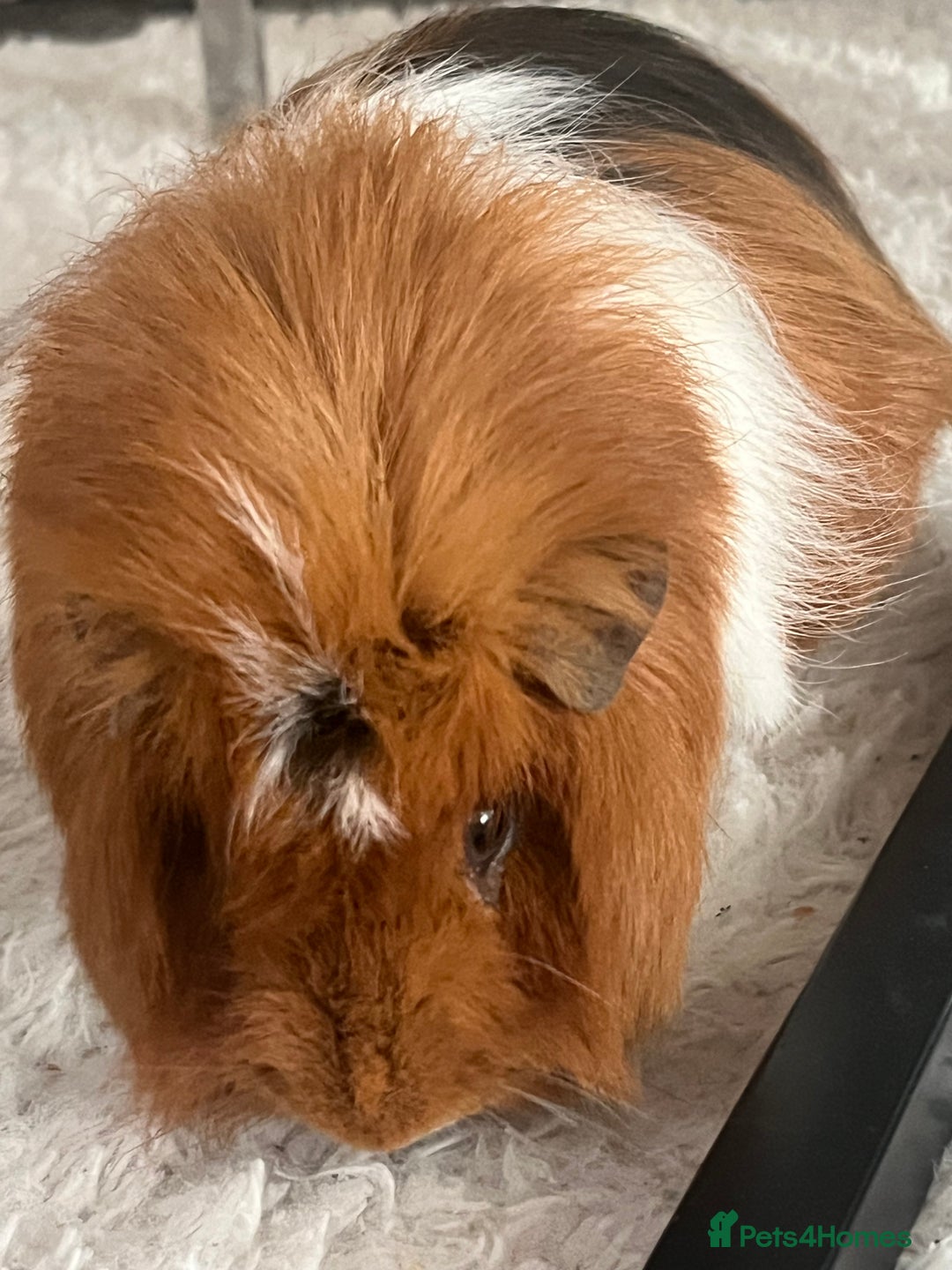 Guinea Pig rodents for sale: 2 male Guinea pigs Grinch(dark & Max(brown) - Image 10