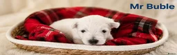West Highland Terrier dogs for sale: Gorgeous West Highland Terrior Puppies!! - Advert 1