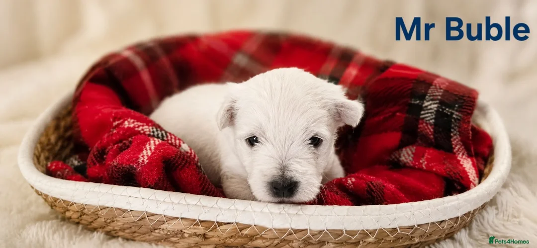 West Highland Terrier dogs for sale: Gorgeous West Highland Terrior Puppies!! - Advert 1