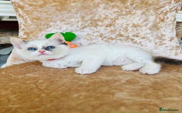Ragdoll cats for sale: Beautiful ragdoll kittens  - Image 4