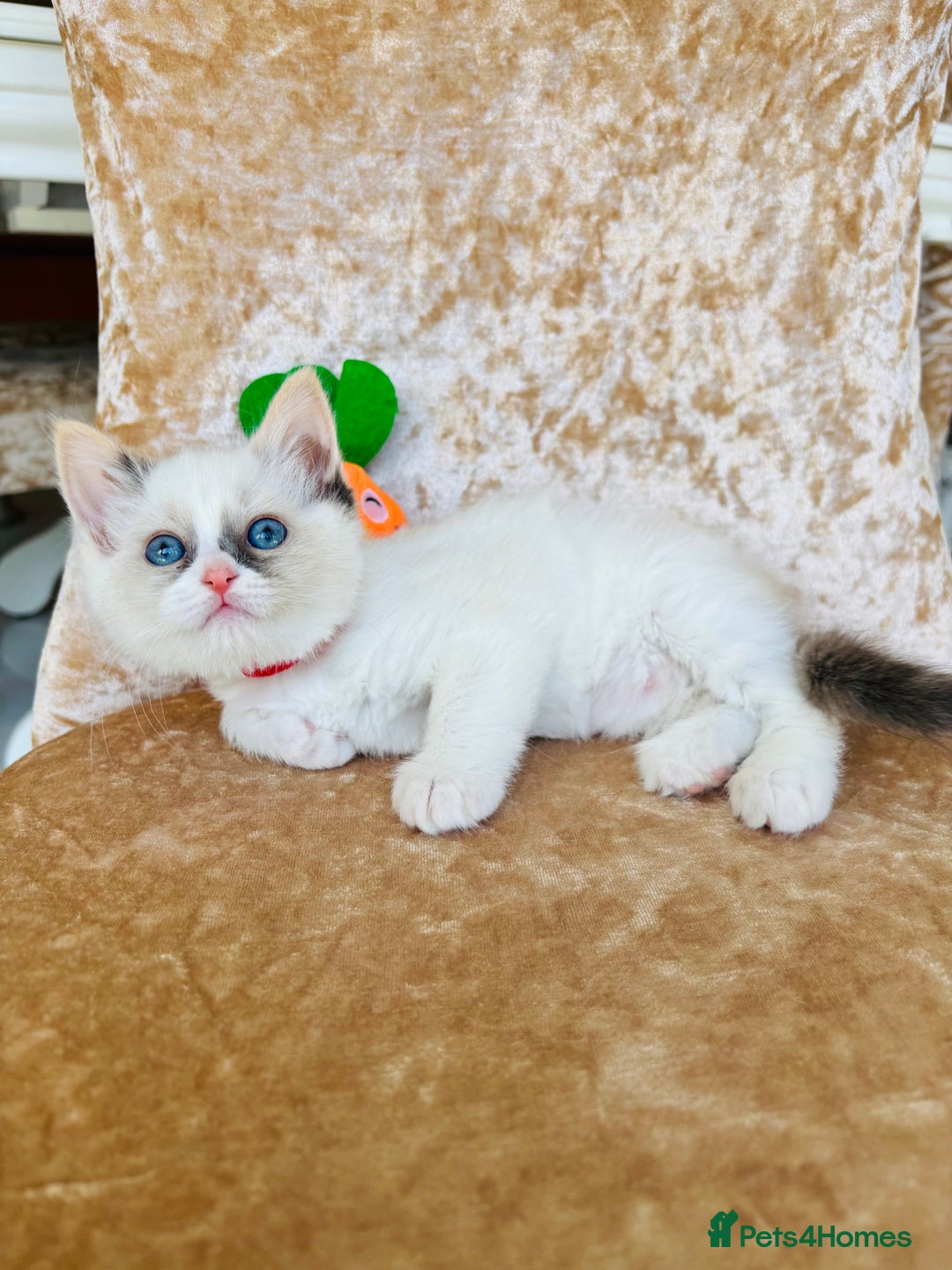 Ragdoll cats for sale: Beautiful ragdoll kittens  - Image 4