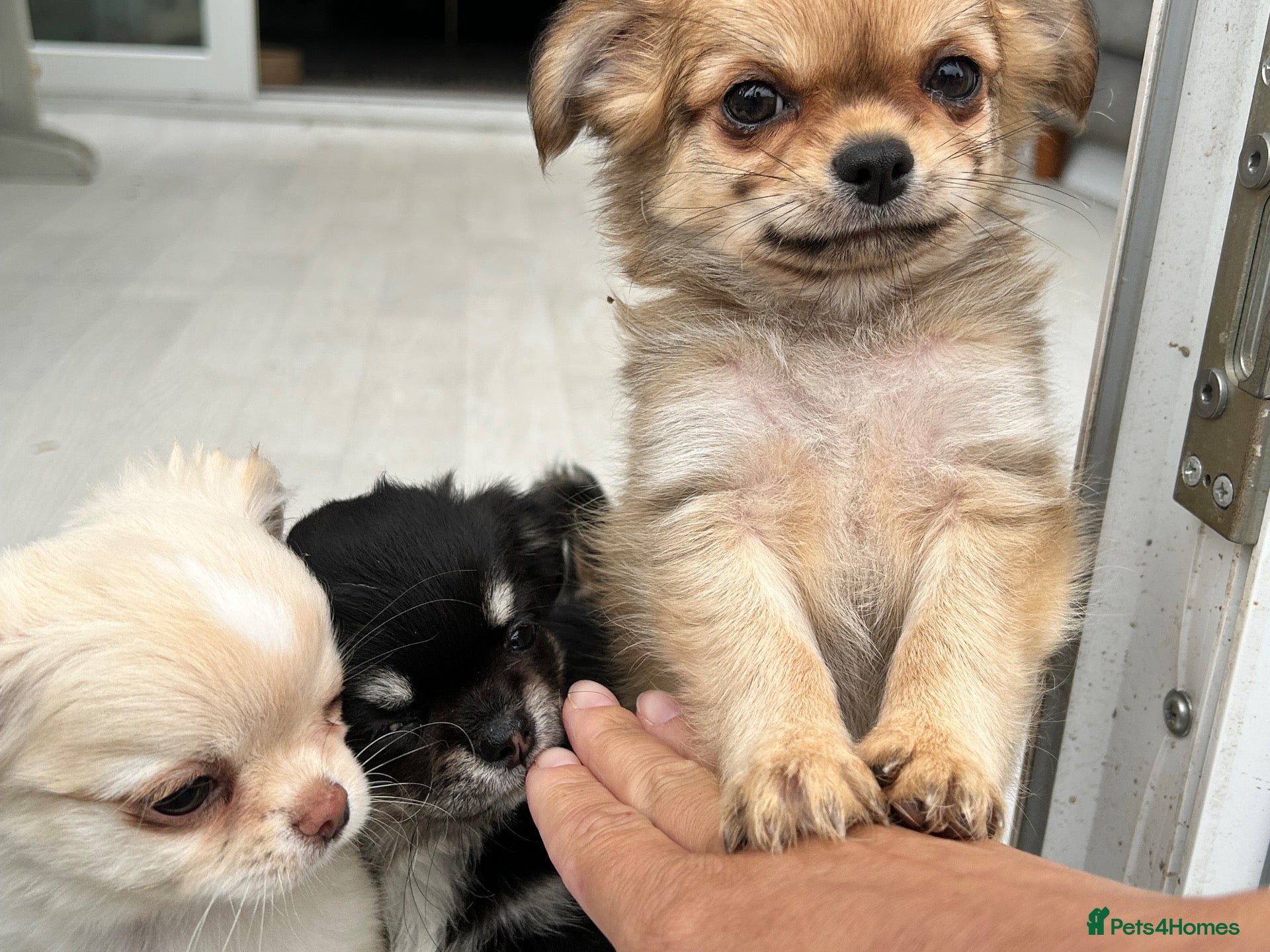 Chihuahua dogs KC LONG COAT CHIHUAHUAS - Advert 2