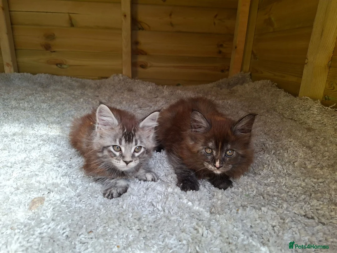 Maine Coon cats for sale: Pure Tica active Main Coon kittens - Advert 7