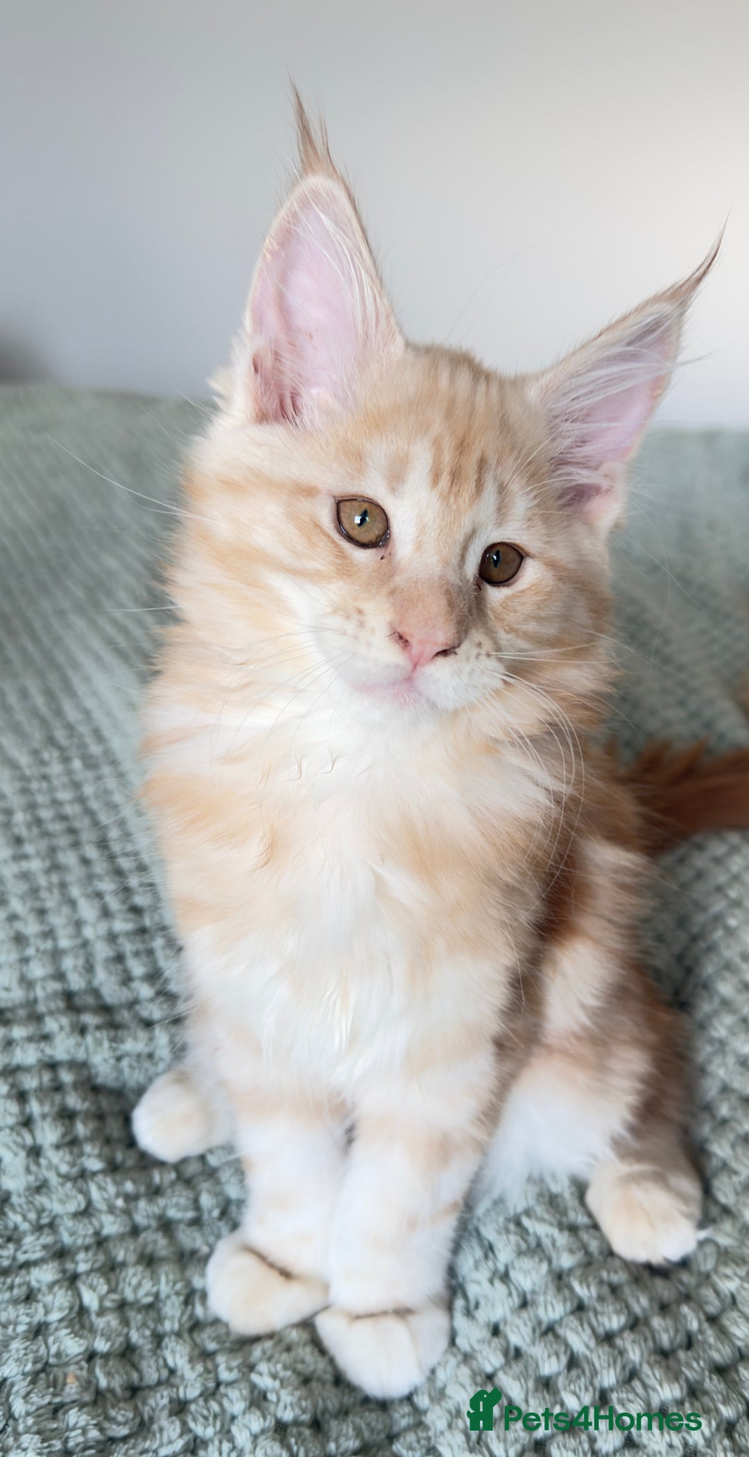 Maine Coon cats for sale: Cute Main Coon kittens from purebred parents  - Advert 10