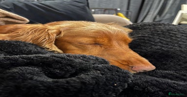 Cocker Spaniel dogs - Advert 5