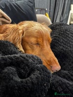 Cocker Spaniel dogs - Advert 4