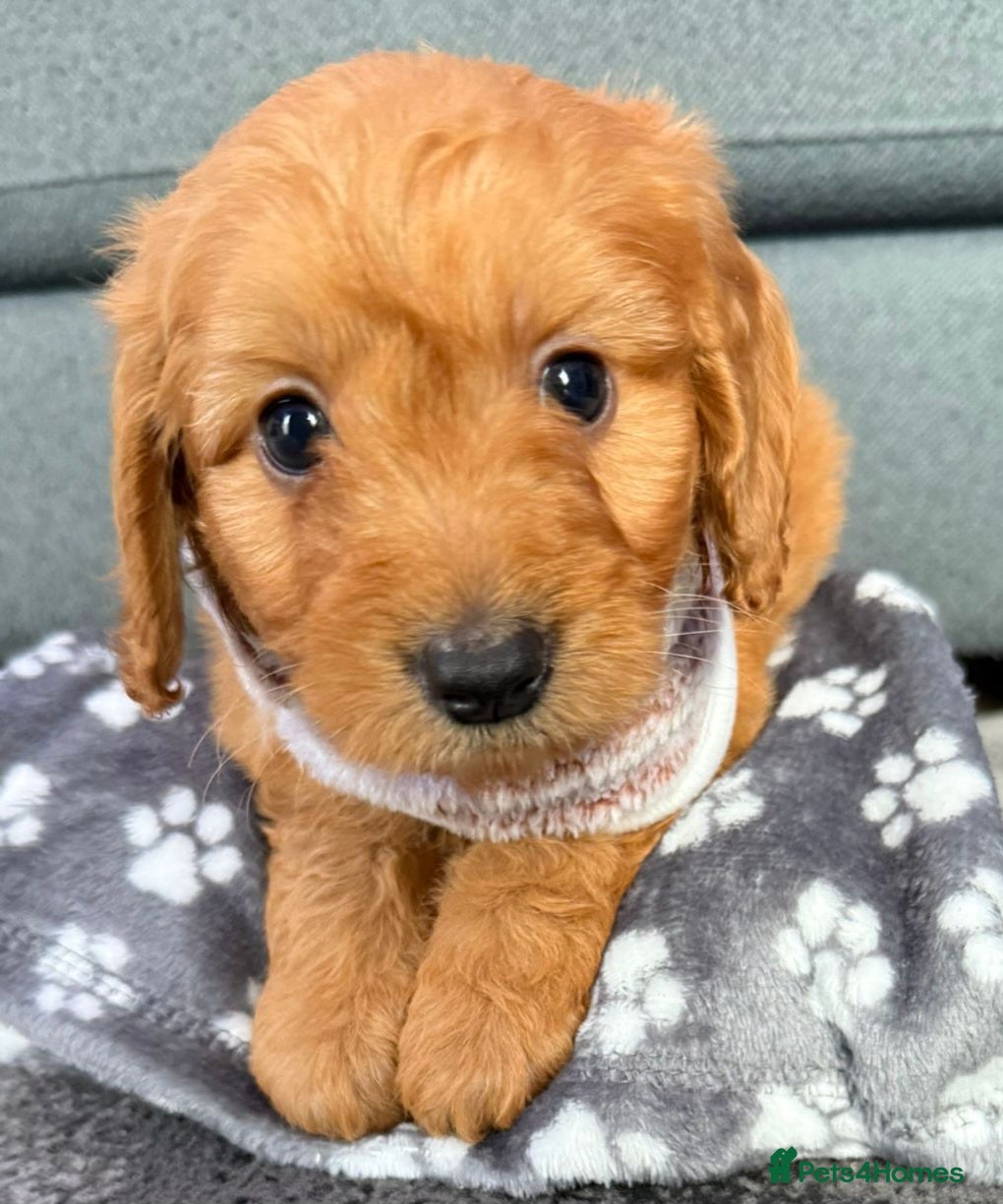 Cockapoo dogs Gorgeous cockapoo puppies - Advert 7