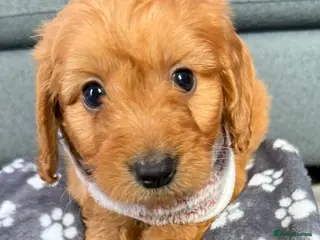 Cockapoo dogs Gorgeous cockapoo puppies - Advert 7