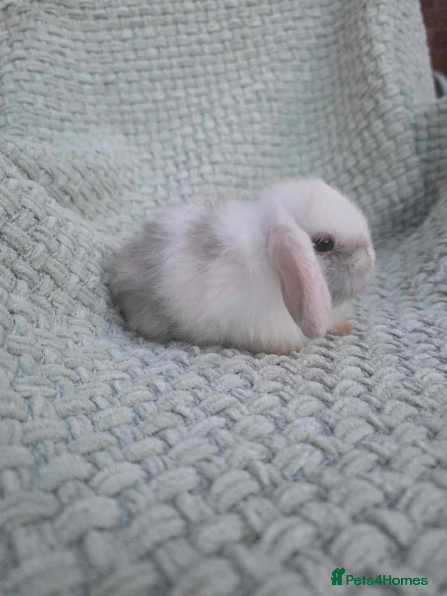 Mini Lop rabbits 2 mini lop baby bucks/boys left - Advert 1