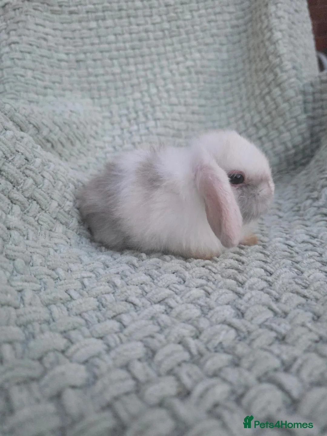 Mini Lop rabbits for sale: 2 mini lop baby bucks/boys left - Advert 1