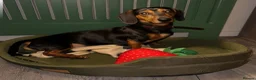 Miniature Dachshund dogs for stud: Biscuit ready for stud  - Advert 12