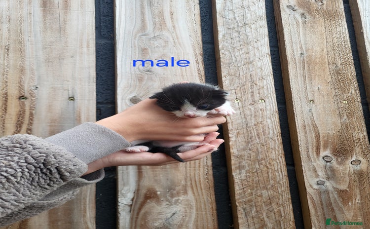Mixed Breed cats - Advert 10
