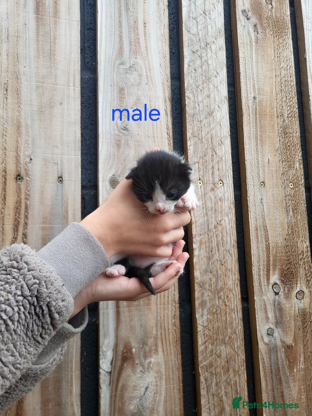 Mixed Breed cats for sale: Black and white farm bred kittens  - Image 1