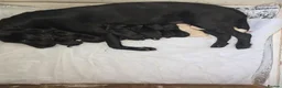Labrador Retriever dogs for sale: Labrador puppies  - Advert 4