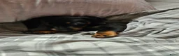 Miniature Dachshund dogs for sale: 12 week old miniature dachshund - Advert 7