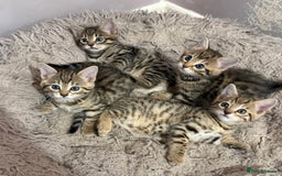 Bengal cats for sale: Four Adorable Half-Bengal Kittens for Sale 🐾 - Image 1