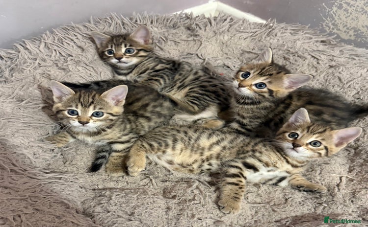 Bengal cats - Advert 2