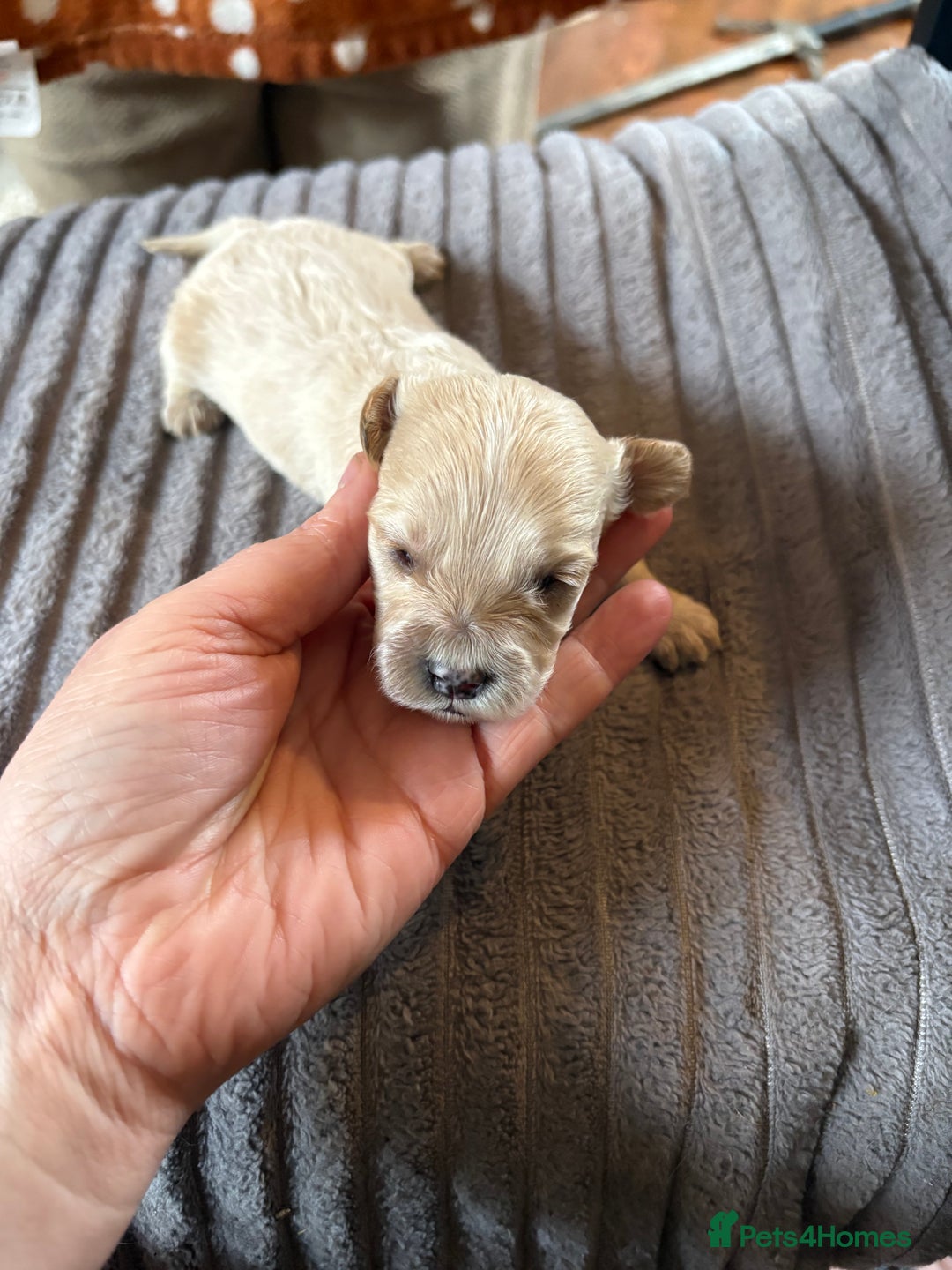 Mixed Breed dogs for sale: 8 beautiful cockapoo cross cavapoo pups - Image 15