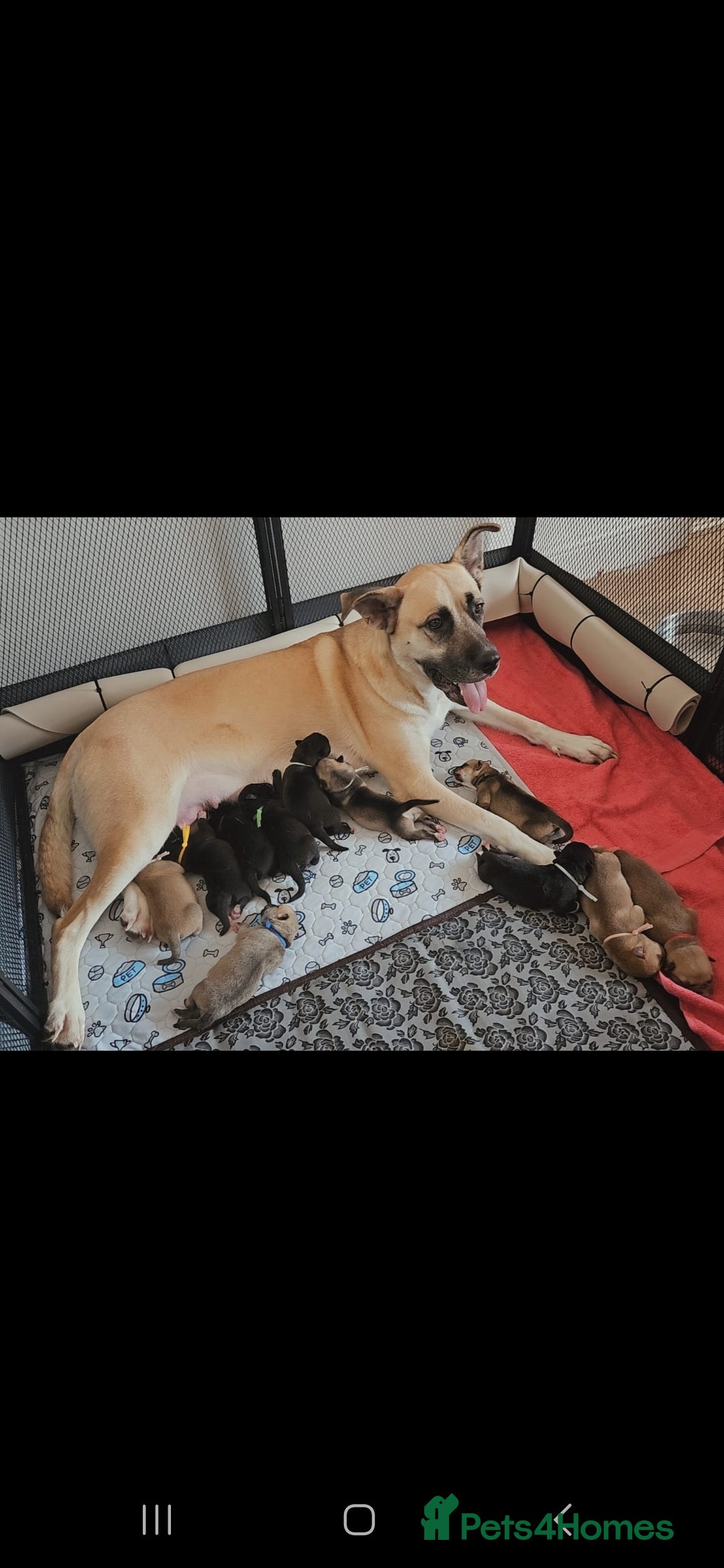 Mixed Breed dogs for sale: Beautiful Mix, Husky/Corso X Akita/Staff, Large  - Advert 2