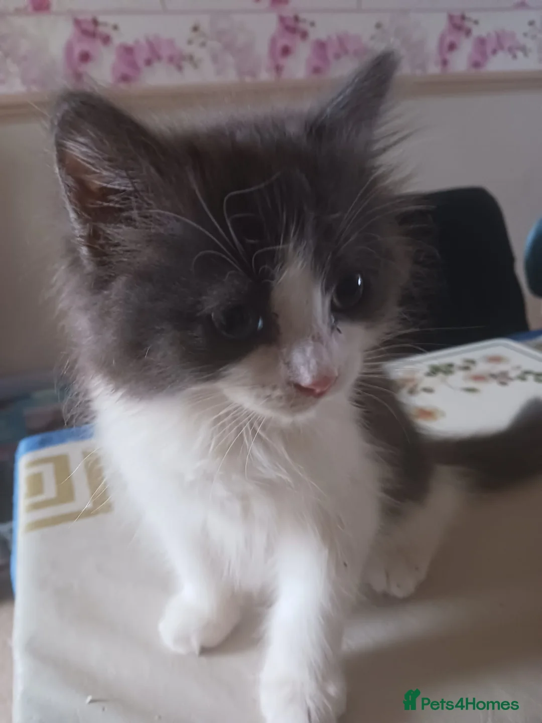 Ragdoll cats for sale: CUTE RARE BLUE COLOUR RAGDOLL KITTENS  - Advert 17