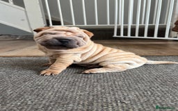 Shar Pei dogs for sale: 🔥 BEAUTIFUL SHARPEI PUPS 🔥 - Image 2
