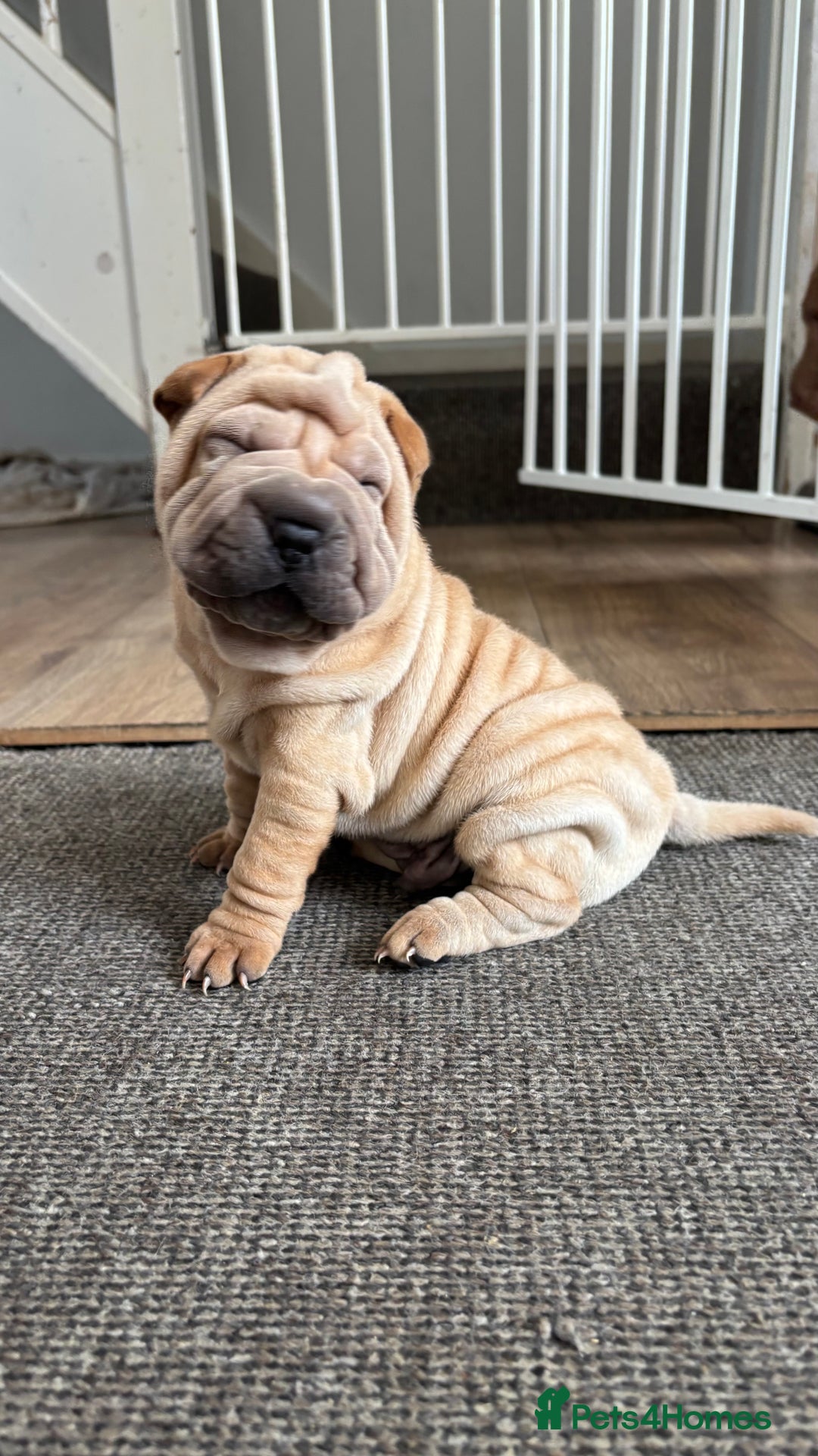 Shar Pei dogs for sale: 🔥 BEAUTIFUL SHARPEI PUPS 🔥 - Image 2