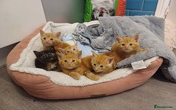 Maine Coon cats for sale: 5 chunky male, 1 female maine coon - Image 1