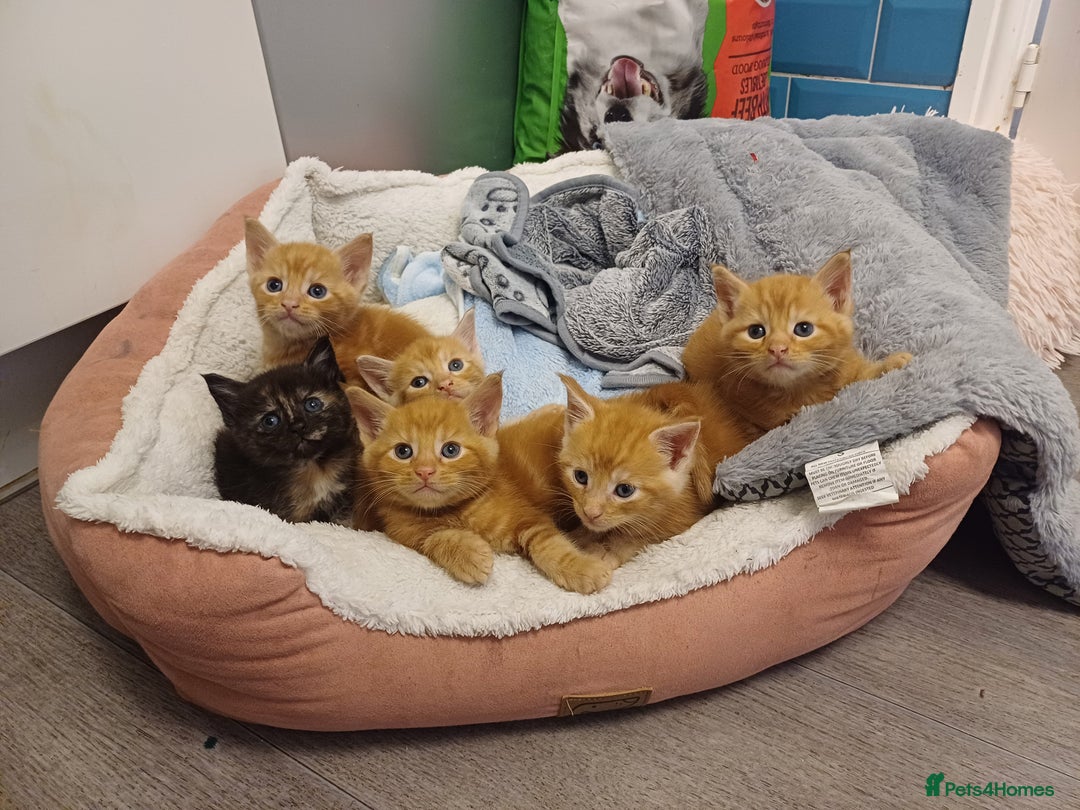 Maine Coon cats for sale: 5 chunky male, 1 female maine coon - Image 1