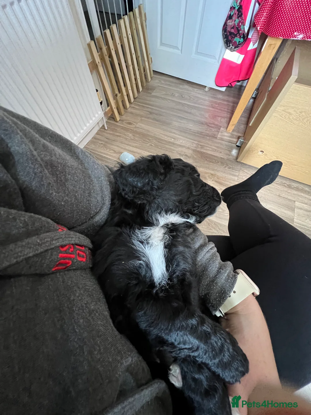 Mixed Breed dogs for sale: Beautiful playful little girl  - Advert 6