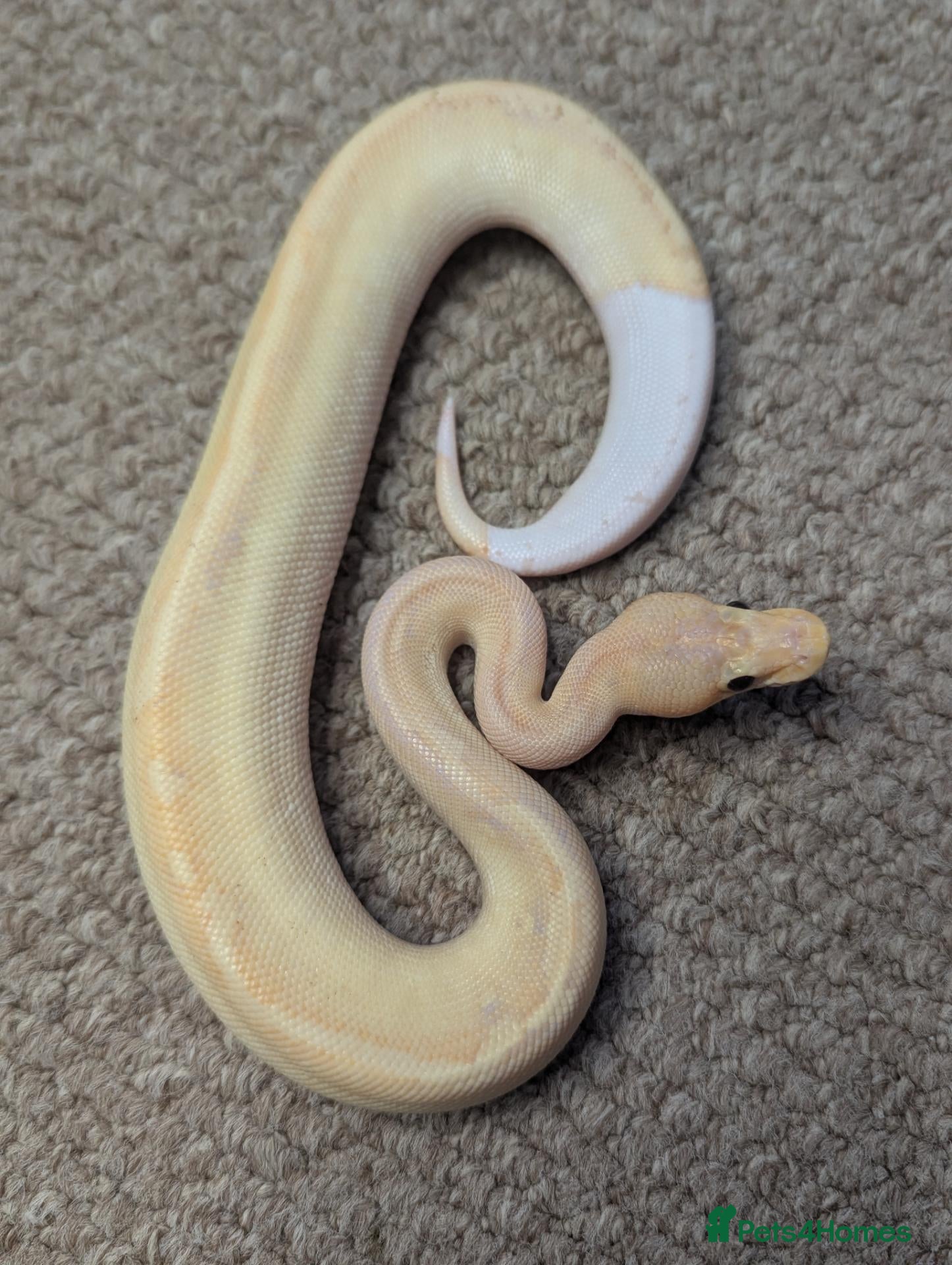 Python Snake reptiles 2026 Royal Python Hatchlings - Advert 2