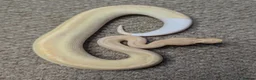 Python Snake reptiles for sale: 2026 Royal Python Hatchlings - Advert 2