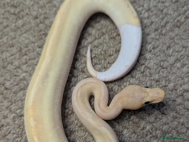 Python Snake reptiles for sale: 2026 Royal Python Hatchlings - Advert 2