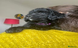 Cavapoochon dogs for sale: DNA clear, home raised, happy Cavapoochon Puppies - Image 9