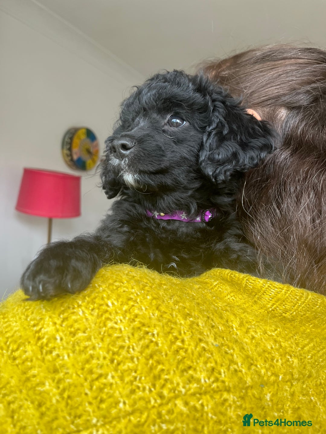 Cavapoochon dogs for sale: DNA clear, home raised, happy Cavapoochon Puppies - Image 9
