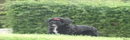 Cockapoo dogs for sale: Stunning Cockapoo Puppies  - Advert 13