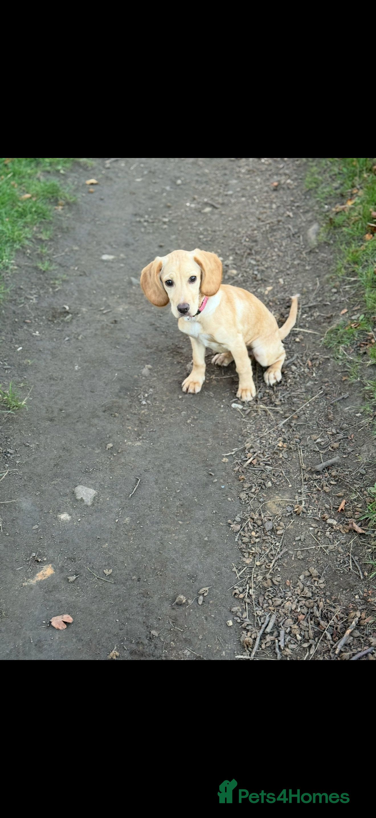 Mixed Breed dogs Cocker spaniel cross girl   - Advert 1
