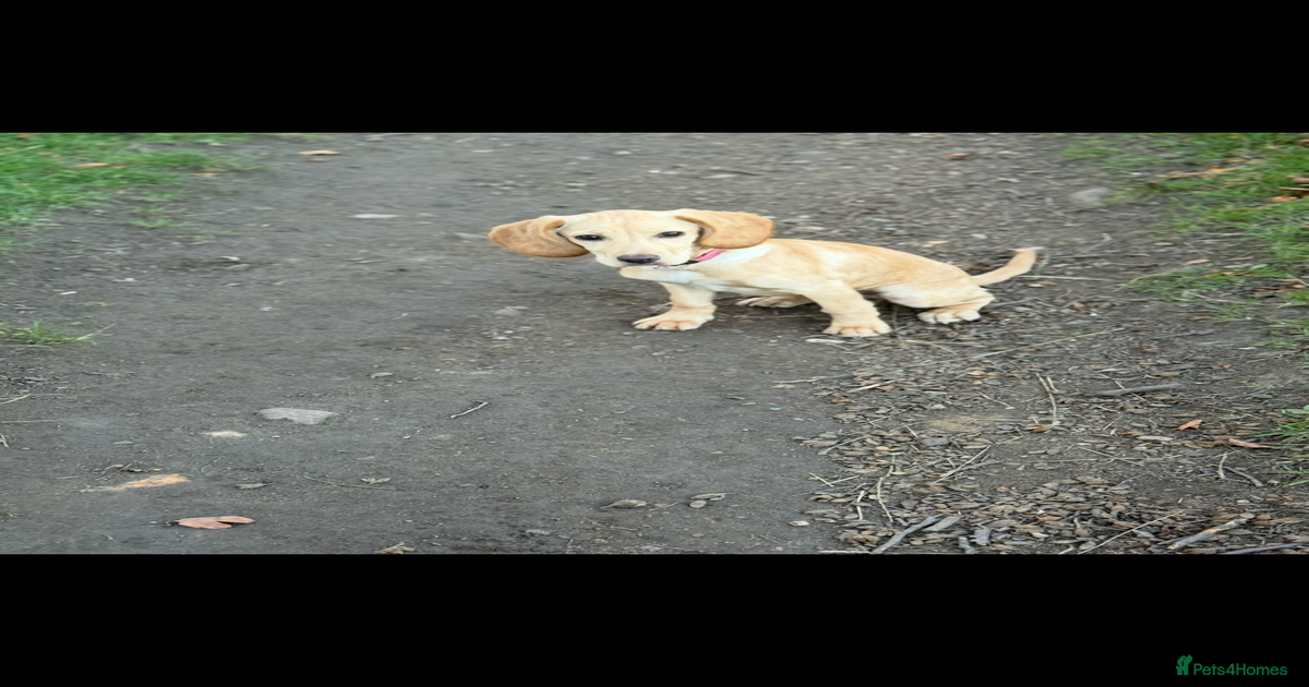 Cocker spaniel cross girl for sale in Pontefract | Pets4Homes