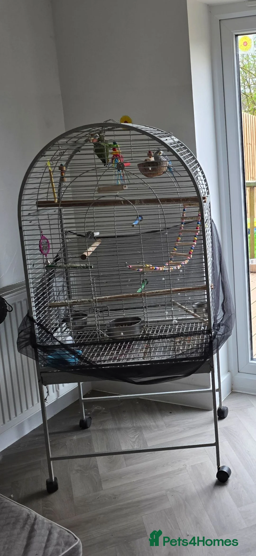 Lovebirds birds for sale: Love birds with cage in Peterborough - Advert 4