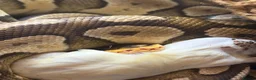 Python Snake reptiles for sale: Mojave Ball Royal Python - Advert 3
