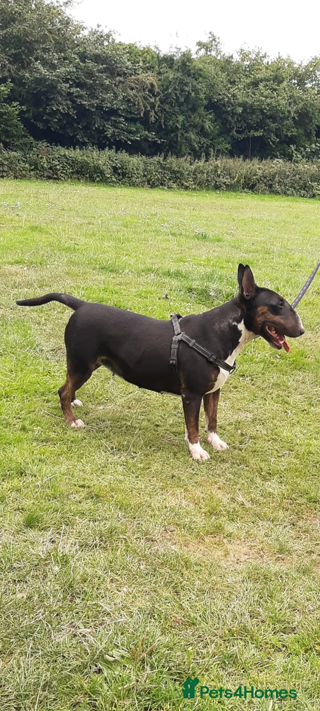 English Bull Terrier dogs for sale: Female English Bull Terrier - Advert 1