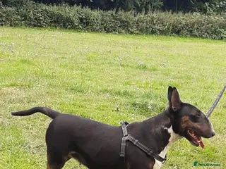 English Bull Terrier dogs Female English Bull Terrier - Advert 1