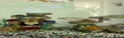 Other/Mixed Breed fish for sale: Mixed tropical fish  - Advert 2