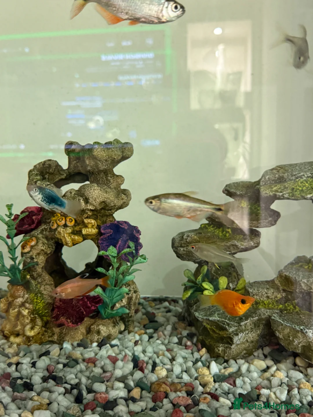Other/Mixed Breed fish for sale: Mixed tropical fish  - Advert 2