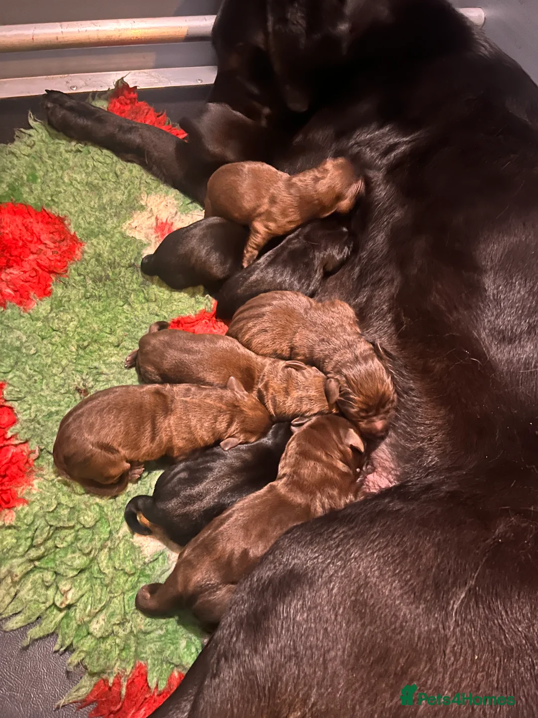 Labrador Retriever dogs for sale: 2 chocolate boys  - Advert 4