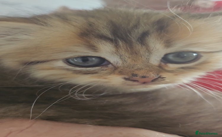 Siberian cats - Advert 2