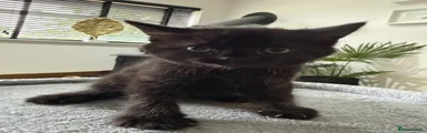 Domestic Shorthair 4