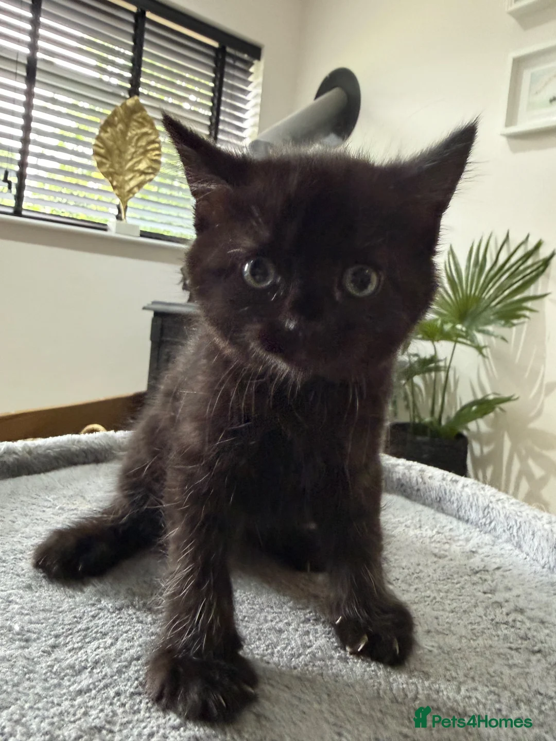 Domestic Shorthair cats for sale: Kittens for sale ❤️ in Grantham - Advert 7