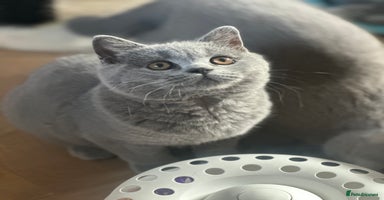 British Shorthair cats - Advert 13